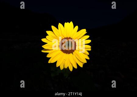 A sunflower on a dark background Stock Photo
