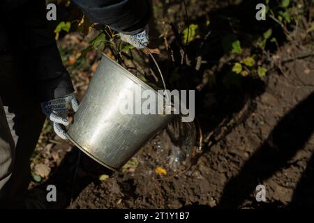 Bucket in the garden. Watering plants. Work in the village. Steel bucket. The tool of the gardener. Stock Photo