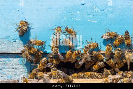 Close up of flying bees. Wooden beehive and bees. Plenty of bees at the entrance of old beehive in apiary. Working bees on plank. Frames of a beehive. Stock Photo