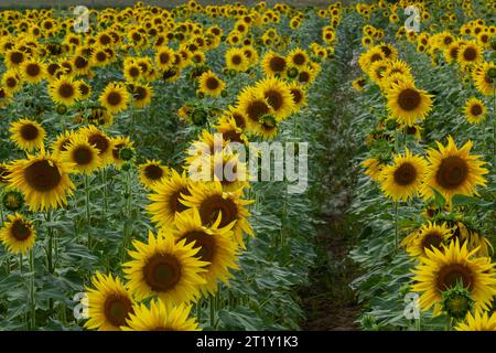 Sunflowers are Growing on the Big field. Wonderful panoramic view field of sunflowers by summertime. Long rows of nice yellow sunflower in the field u Stock Photo