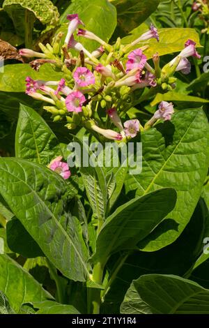 Tobacco Flowers. Tobacco big leaf crops growing in tobacco plantation field. Stock Photo