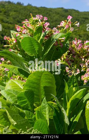 Tobacco Flowers. Tobacco big leaf crops growing in tobacco plantation field. Stock Photo