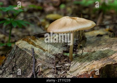 Edible mushroom Hymenopellis radicata or Xerula radicata on a mountain meadow. Known as deep root mushroom or rooting shank. Wild mushroom growing in Stock Photo