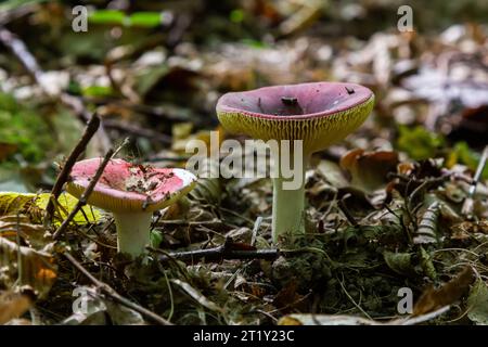 Russula xerampelina, also known as the crab brittlegill or the shrimp mushroom in forest. Stock Photo