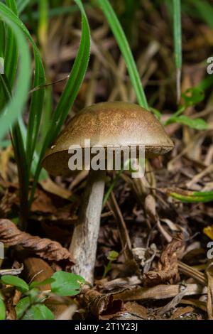 Leccinellum pseudoscabrum mushrooms in the summer. Mushrooms growing in the forest. Stock Photo