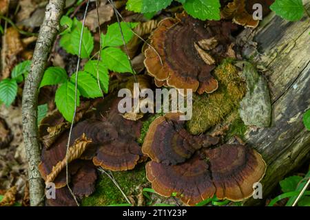 Mushroom called Daedaleopsis growing on sallow wood in the forest. Stock Photo