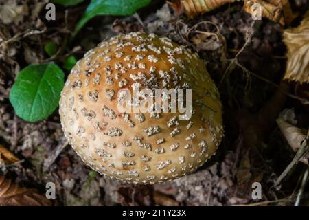 this mushroom is an amanita rubescens and it grows in the forest. Stock Photo