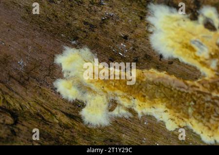 Warped orange crust fungus, Leucogyrophana mollusca On rotten wood. Stock Photo