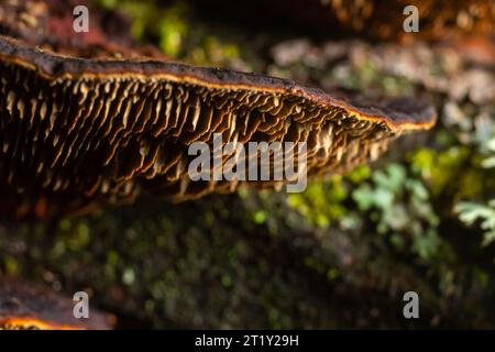 Mushroom called Daedaleopsis growing on sallow wood in the forest. Stock Photo