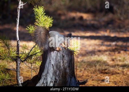 A squirrel sits on a stump in the autumn forest. Close-up with blurred background. Stock Photo