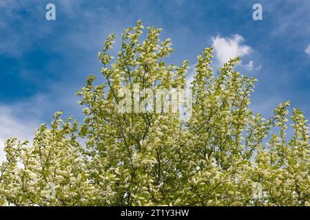 Blooming bird cherry against a bright blue sky with white clouds Stock Photo