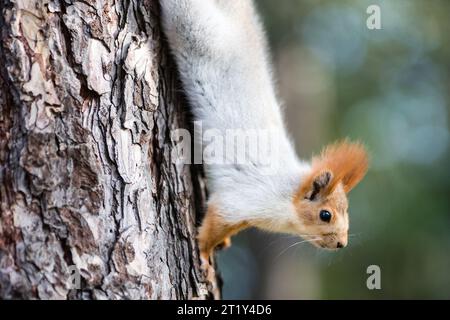 Squirrels in Autumn in Victory Park in the city of Bishkek, Kyrgyzstan. Stock Photo