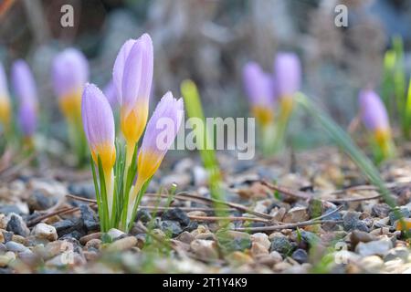 Crocus sieberi Firefly, crocus firefly, large, violet flowers with a deep yellow throat in late winter/early spring Stock Photo