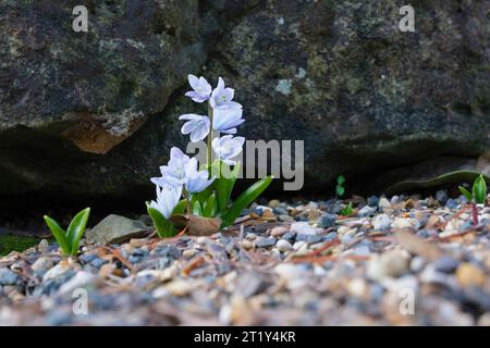 Scilla mischtschenkoana Tubergeniana, bulbous perennial, pale blue flowers in late winter/early spring Stock Photo