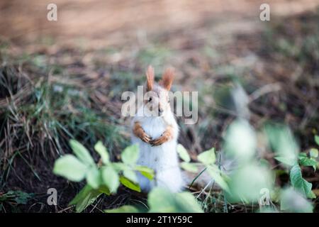 Squirrels in Autumn in Victory Park in the city of Bishkek, Kyrgyzstan. Stock Photo