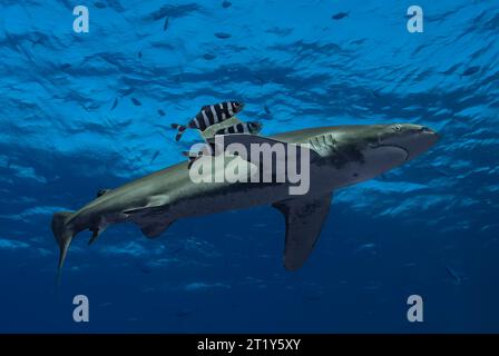 Oceanic white tip shark (Carcharhinus longimanus) swimming close to the surface acompannied by two pilot fishes Stock Photo