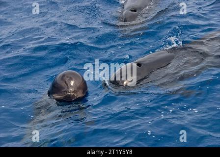 Group of 3 pilot whales (Globicephala melas) in the surface of the sea. The younger, with its head out of the water, looks with curiosity Stock Photo