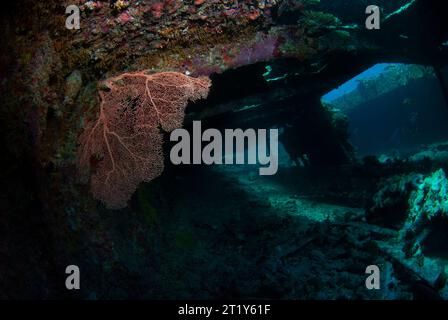 Diver exploring an old shipwreck covered with corals and gorgonians Stock Photo