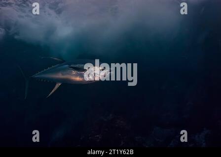 Yellowfin tuna (Thunnus alcbacarens) swimming under the waves of a volcanic island Stock Photo