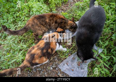 Three stray cats eats food on the street. Stock Photo