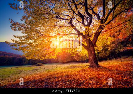 Alone tree with sun and color red orange yellow sky Stock Photo - Alamy