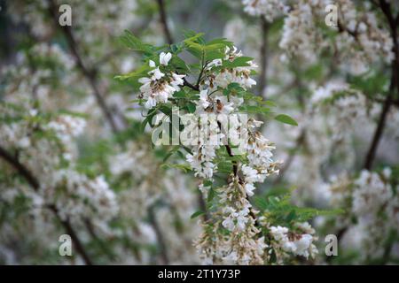 White acacia clusters. Acacia blossoms in the month of May. Stock Photo