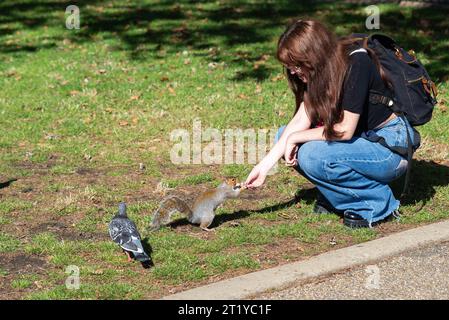 Young female feeding a peanut to a grey squirrel on the edge of St James's Park, London, UK. Squirrels in the park have become used to humans Stock Photo