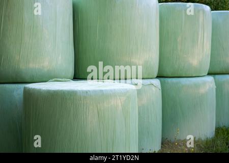 Cut grass gathered and rolled in plastic wrapping bales as animal fodder on agricultural farm, selective focus Stock Photo