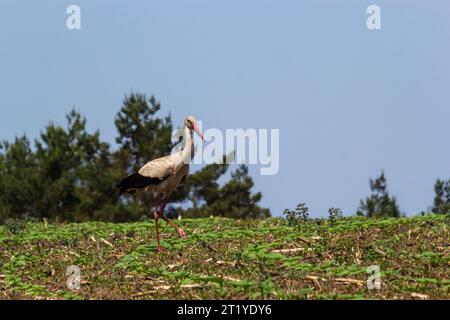 White stork, Ciconia ciconia bird is hunting on grassy swamp. Stock Photo