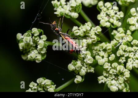 A macro shot of a malachite beetle Malachius bipustulatus seen on a grass flower head in May. Stock Photo