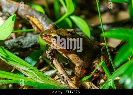 The wood frog, Lithobates sylvaticus or Rana sylvatica. Adult wood frogs are usually brown, tan, or rust-colored, and usually have a dark eye mask. Stock Photo