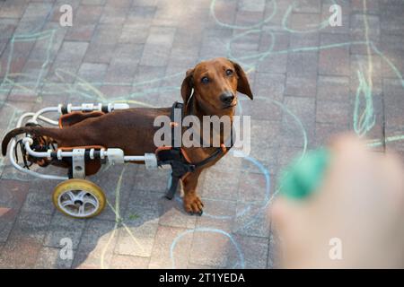 Owner playing with injured dog in a wheelchair Stock Photo