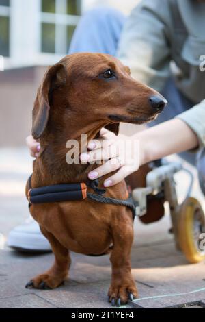 Handicapped dachshund in a wheelchair Stock Photo