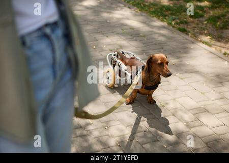 Handicapped dog in wheelchair walking on a leash with the owner Stock Photo