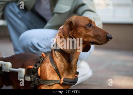 Portrait of a handicapped dachshund in a wheelchair Stock Photo