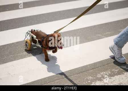 Paralysed dachshund dog in a wheelchair walking on a leash Stock Photo