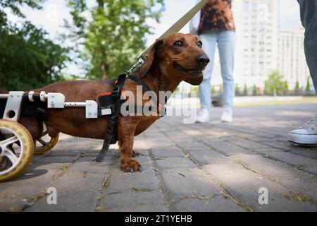 Paralysed dachshund in a wheelchair on a walk Stock Photo