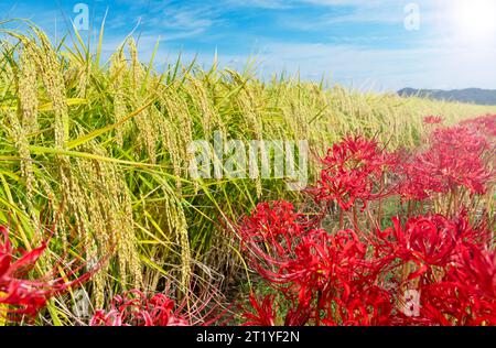 Higanbana and ears of rice in the rice paddies. Japanese landscape. Stock Photo