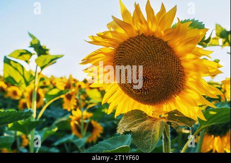 Sunflowers are Growing on the Big field. Wonderful panoramic view field of sunflowers by summertime. Long rows of nice yellow sunflower in the field u Stock Photo