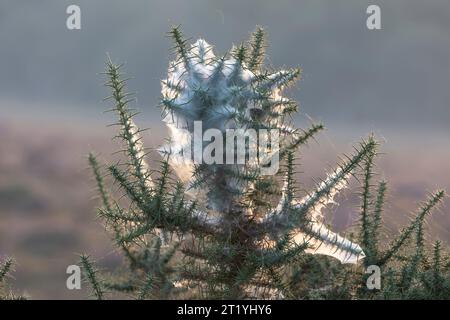 The top of a large gorse bush covered in an unusually thick spiders web lit from the side and behind by early morning sunlight in the New Forest Stock Photo
