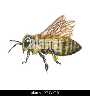 Watercolor illustration of a honey bee with pollen on its foot, side view. Isolated on a white background, hand drawn Stock Photo