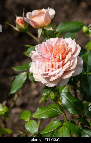 Joie de Vivre rose growing in a garden in Newquay in Cornwall in the UK. Stock Photo