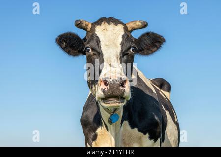 Horned cow, black and white looking curious surprised, moo mouth open and a blue sky Stock Photo