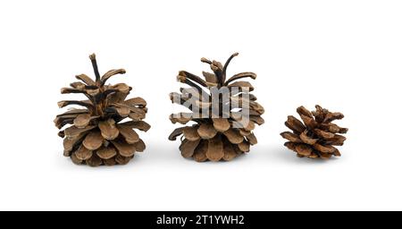 Pine Cone Collection isolated on white. Stock Photo