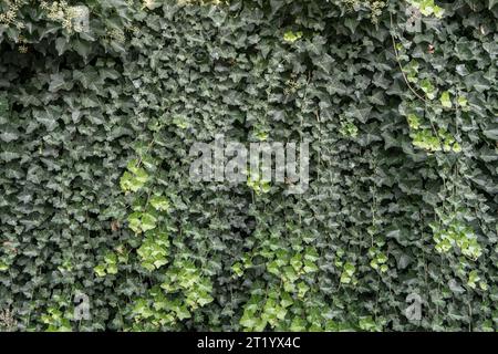 Green ivy wall background. Green ivy wall texture. Stock Photo