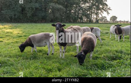 Black and white sheep on the meadow in the evening light Stock Photo