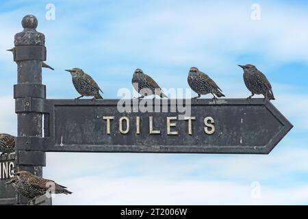 Starlings posing in line queuing up on Toilets sign facing in wrong direction humorous image of birds waiting patiently when nature calls England UK Stock Photo