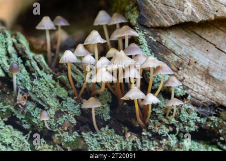 Cluster of Mycena inclinata mushrooms on a moss covered tree Stock Photo