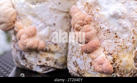 Close-up of grown medium with lion mane mushrooms Stock Photo
