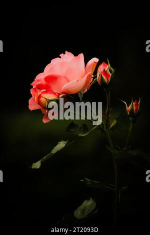 Beautiful rose in soft light 18.10.2023 Bialystok Poland. Delicate pink rose flower highlighted with light. Stock Photo
